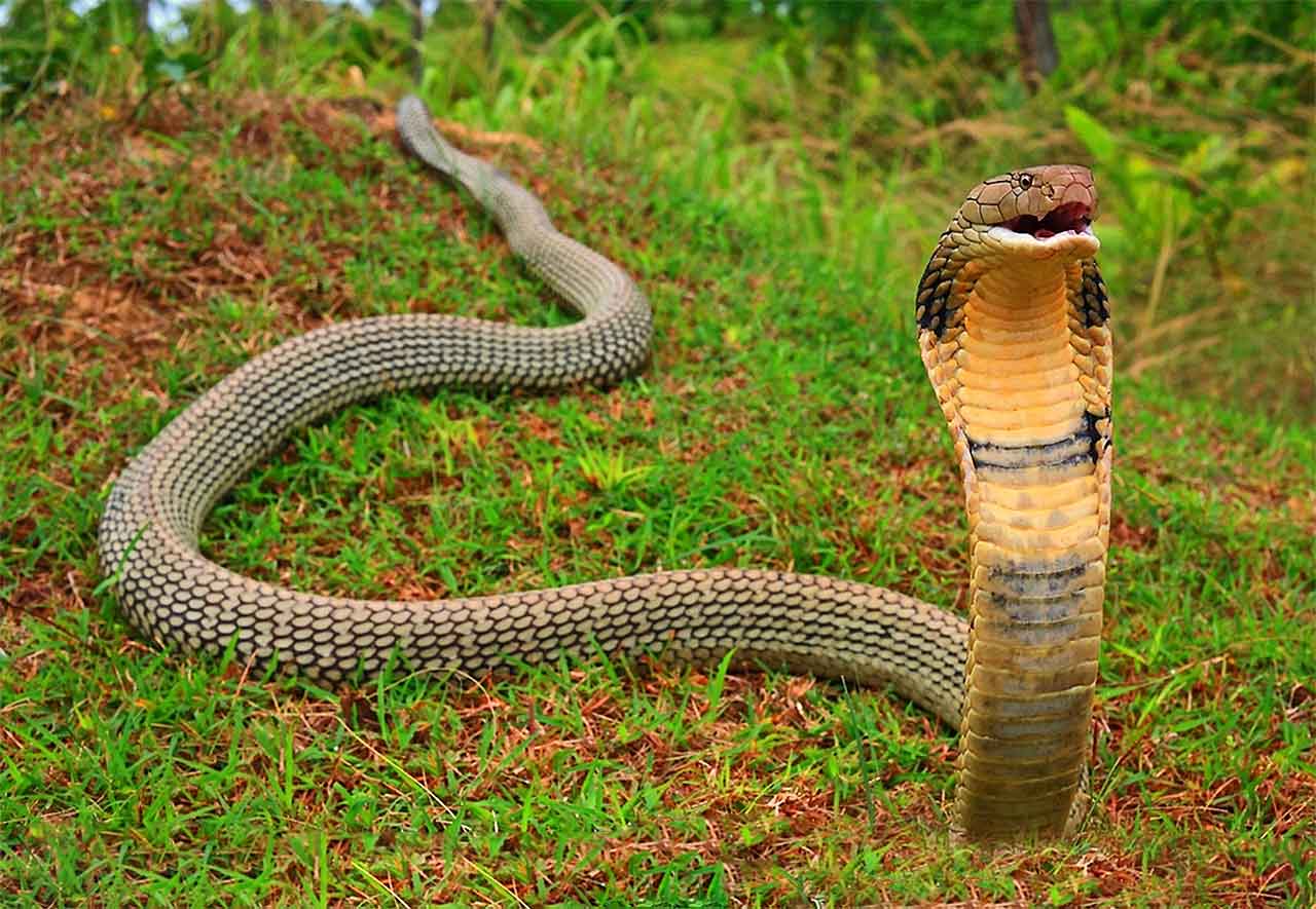 Топ 15 самых опасных и ядовитых змей в мире на фото с описанием