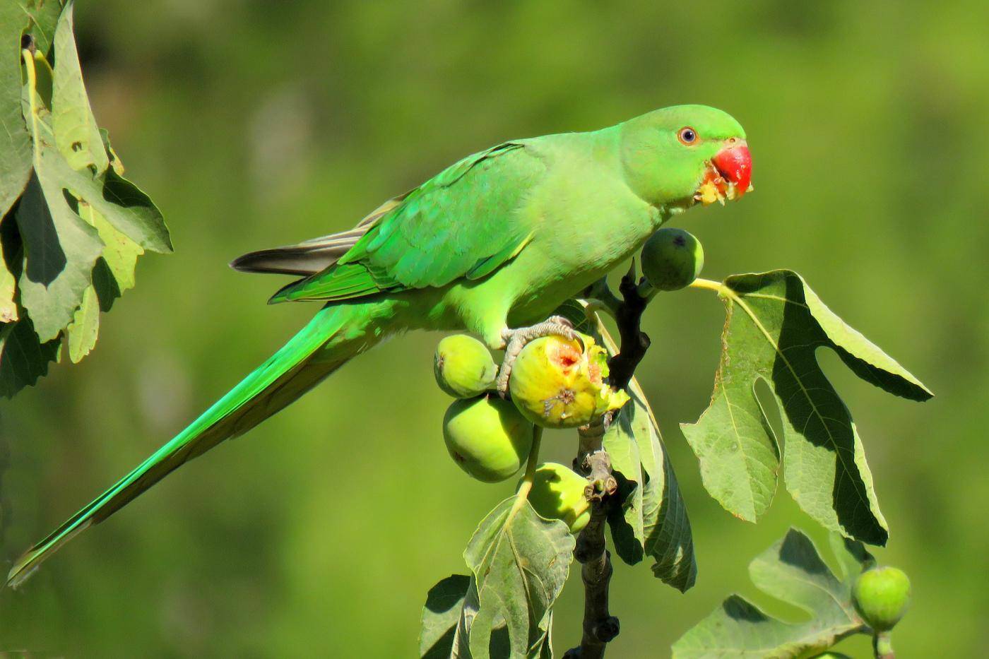 Ожереловый попугаи | описание, содержание, питание попугая