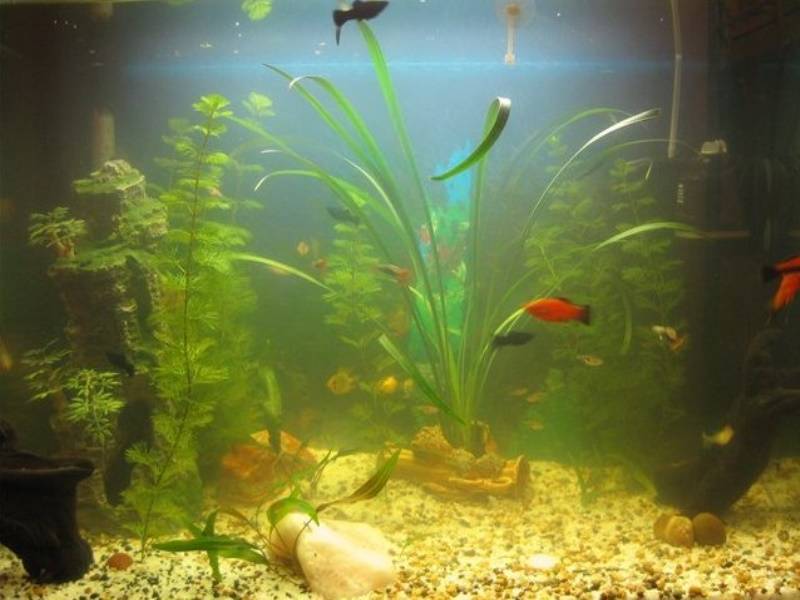 Вода в аквариуме пахнет: от чего воняет болотом и тухнет, чем это опасно для рыбок, что делать, чтобы избавиться от запаха?