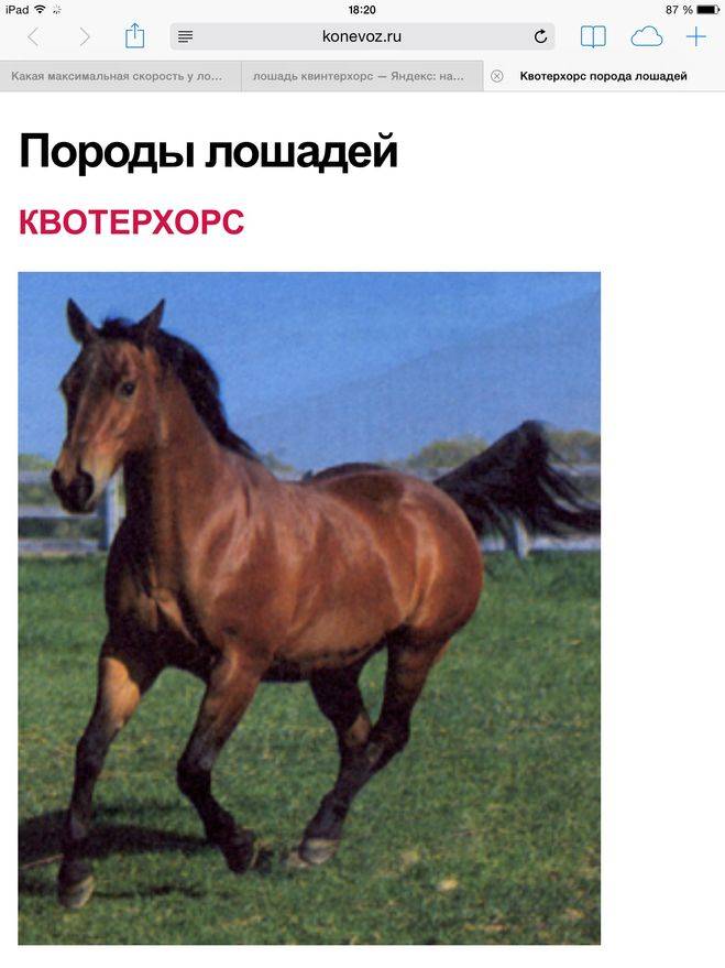 Бег лошади: какой вид бега считается самым стремительный? как кони бегают рысью и аллюром? самый быстрый и самый неспешный способ передвижения лошади