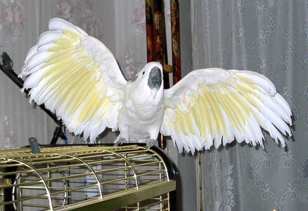 Сколько живут попугаи какаду: продолжительность жизни в домашних условиях и в природе, от чего зависит срок жизни птицы