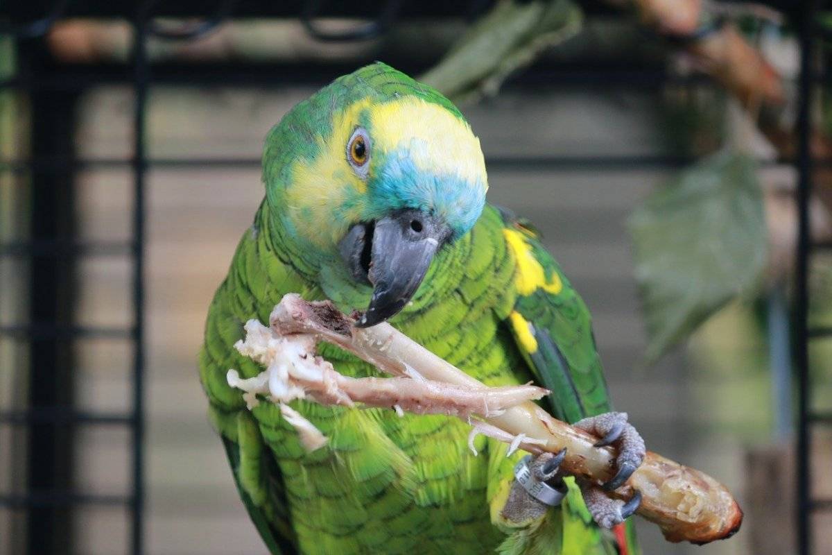 Попугай жако. все интересные факты о жизни и повадках самого умного африканского попугая