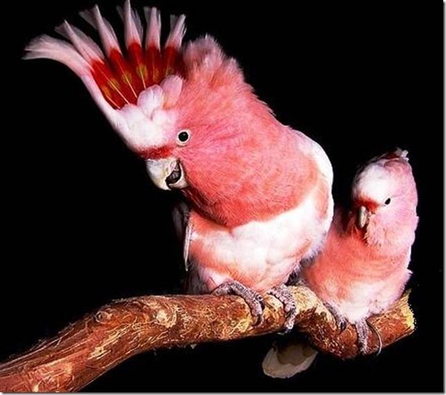 Розовый какаду - какаду: размышления перед покупкой - форумы mybirds.ru - все о птицах