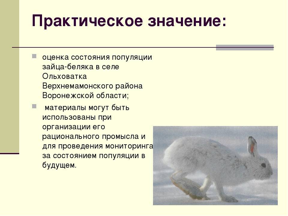 Заяц-беляк. особенности и среда обитания зайца-беляка | животный мир