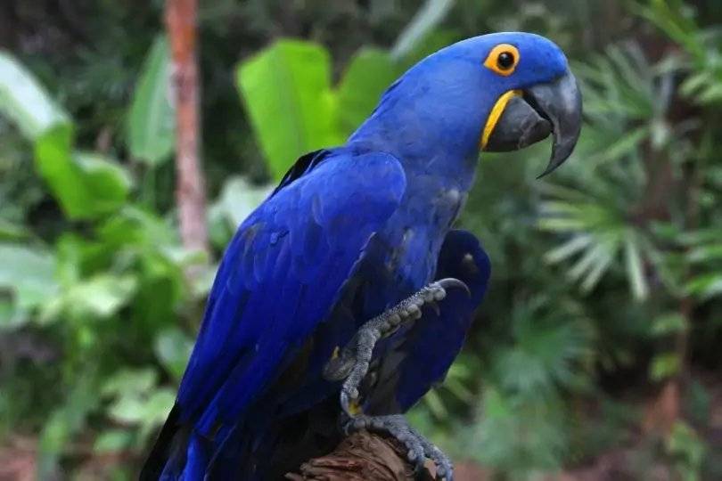 Виды попугаев ара, описание, продолжительность жизни