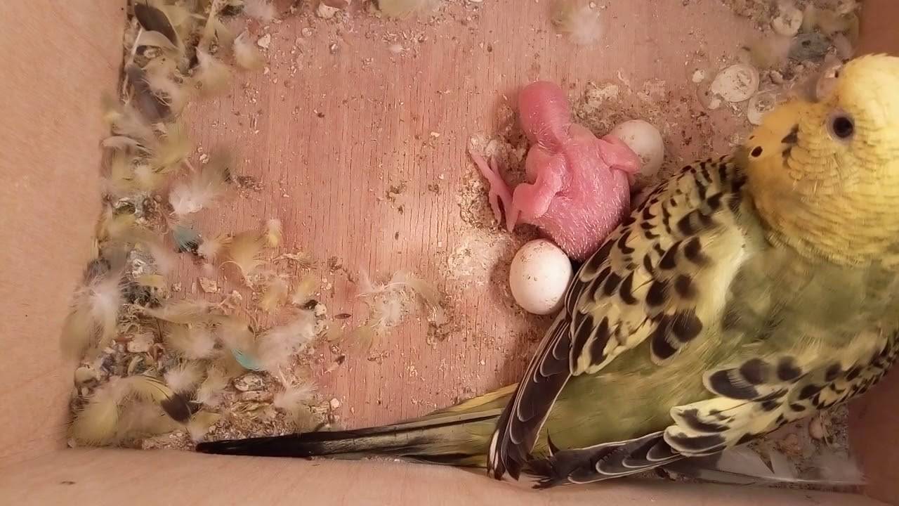 Разведение волнистых попугаев, размножение в домашних условиях