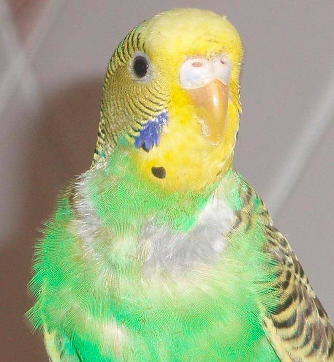 Когда и почему линяют ожереловые и волнистые попугаи и чем их кормить?