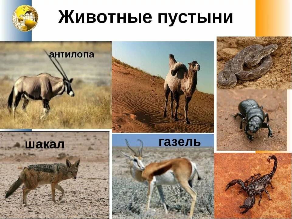 Пустыня и полупустыня | животный мир россии