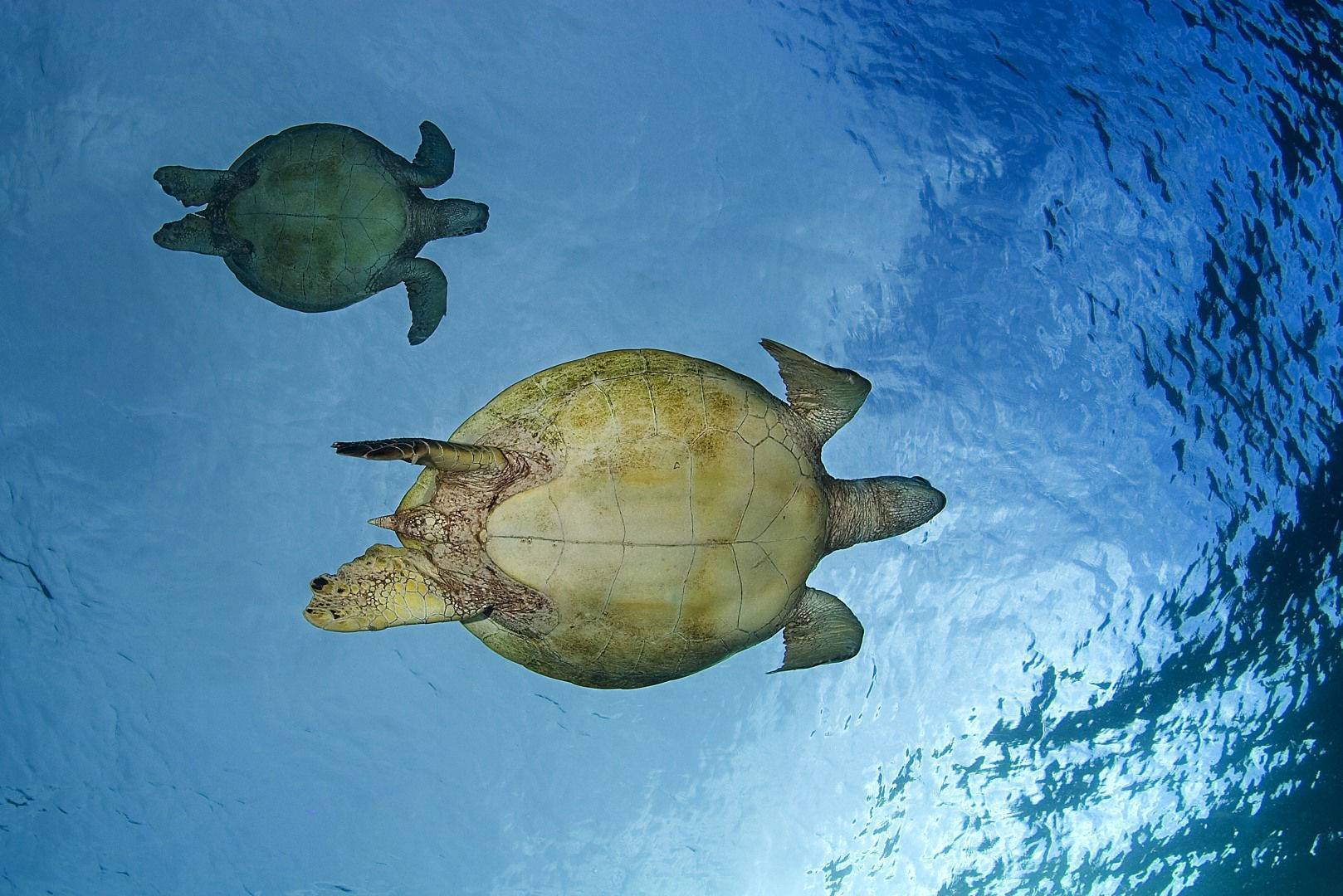 Кожистая черепаха: описание, ареал обитания, образ жизни, интересные факты : labuda.blog