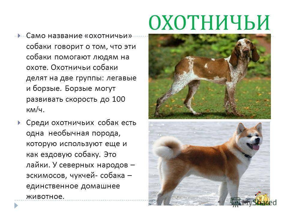 Породы собак с фотографиями, названиями и описанием