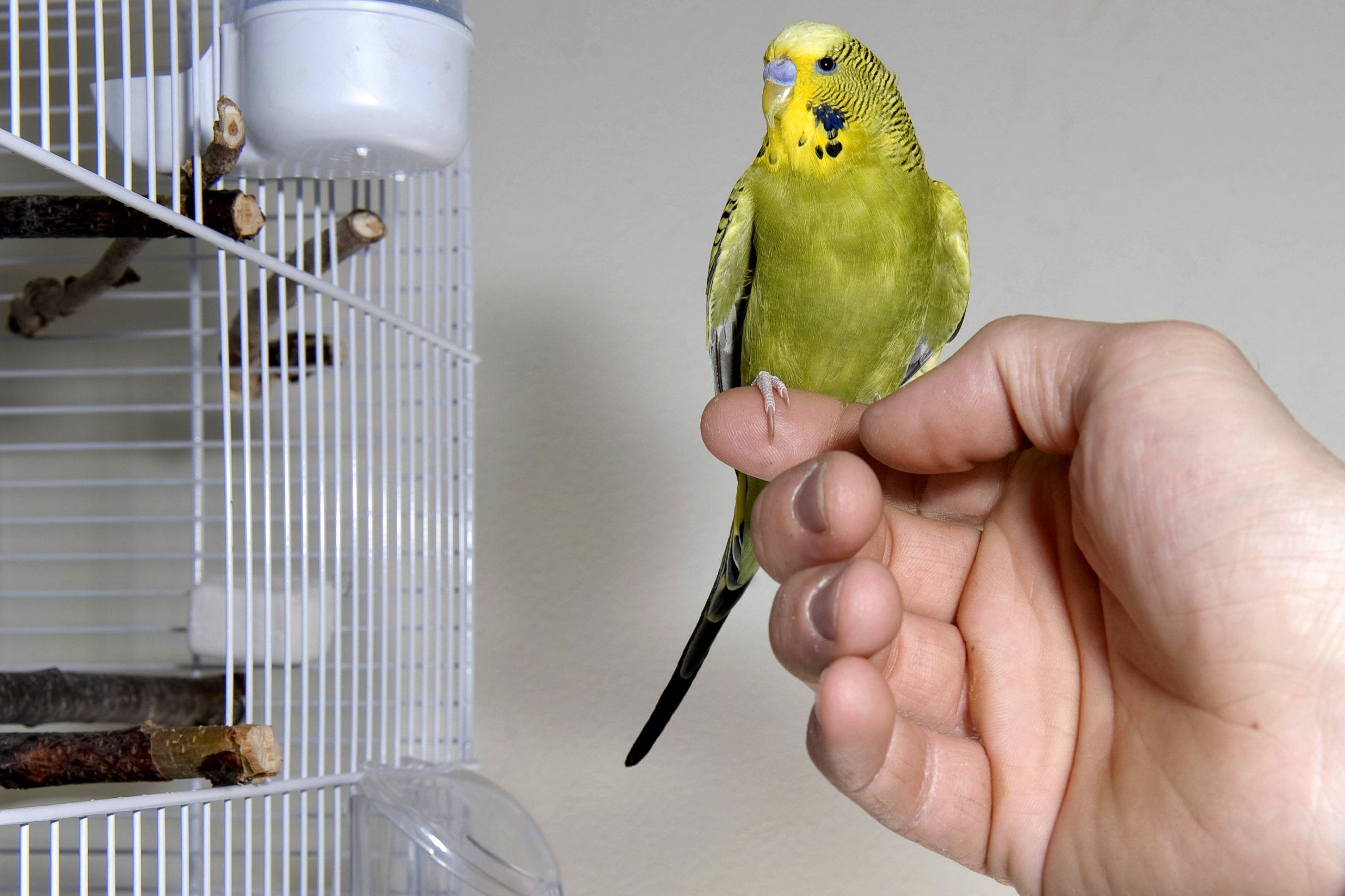 Самый легкий способ приручить волнистого попугая к рукам хозяина