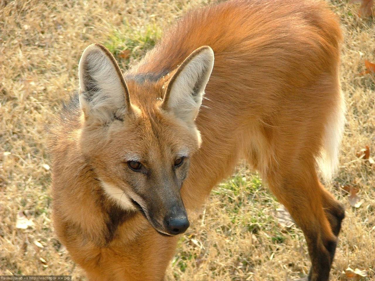 Гривистый волк гуара – фото и описание, где обитает, интересные факты