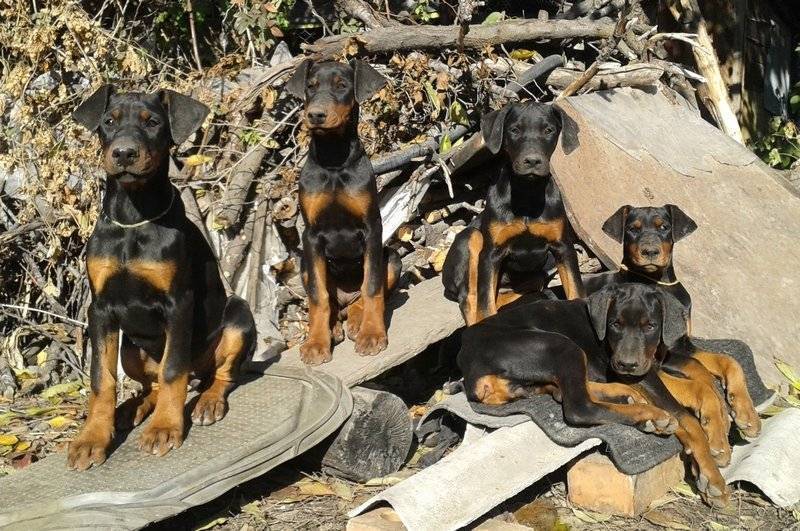 Питомники собак породы доберман в москве