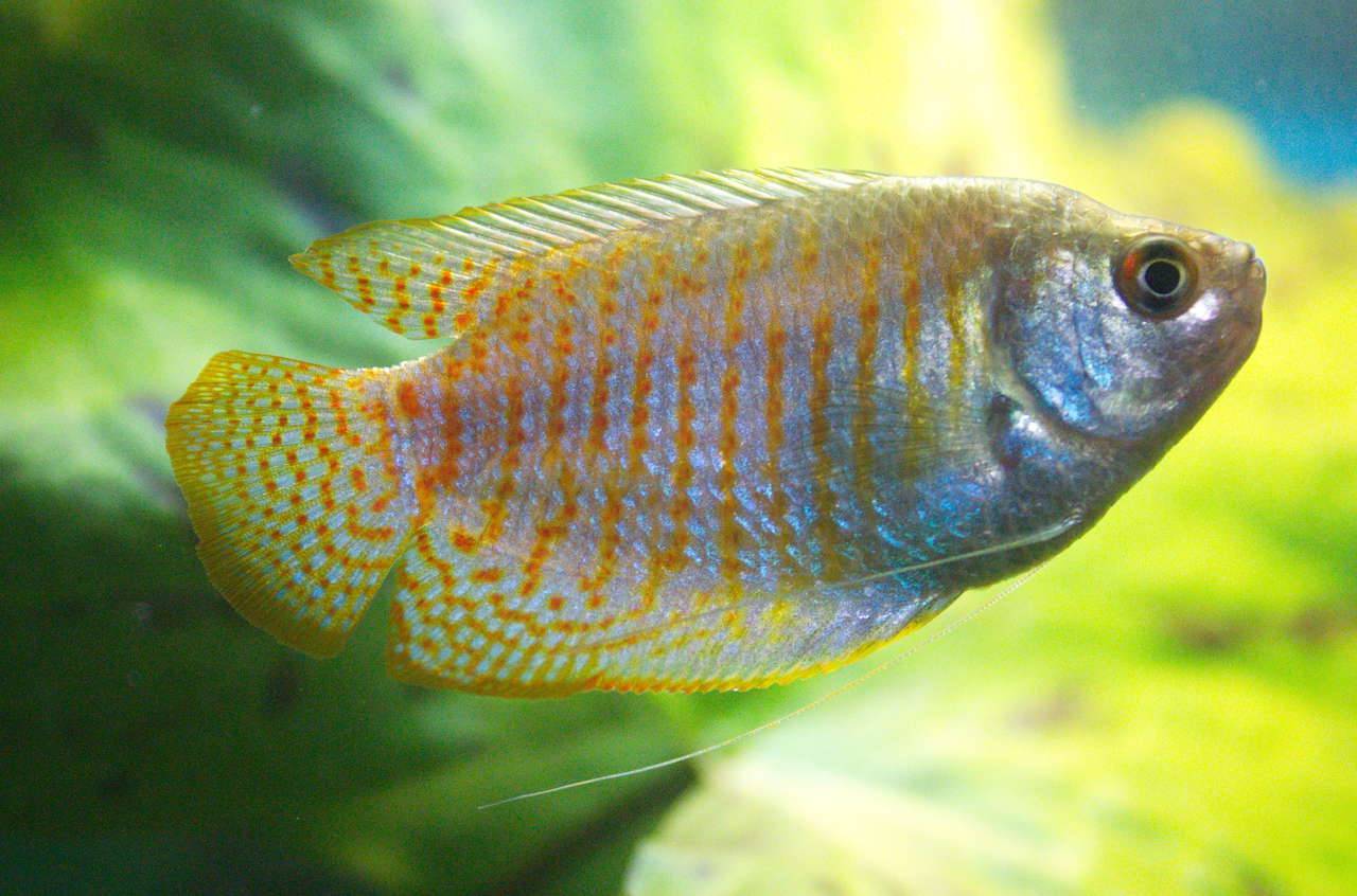 Хитрости в содержании рыбок гурами: от происхождения до размножения