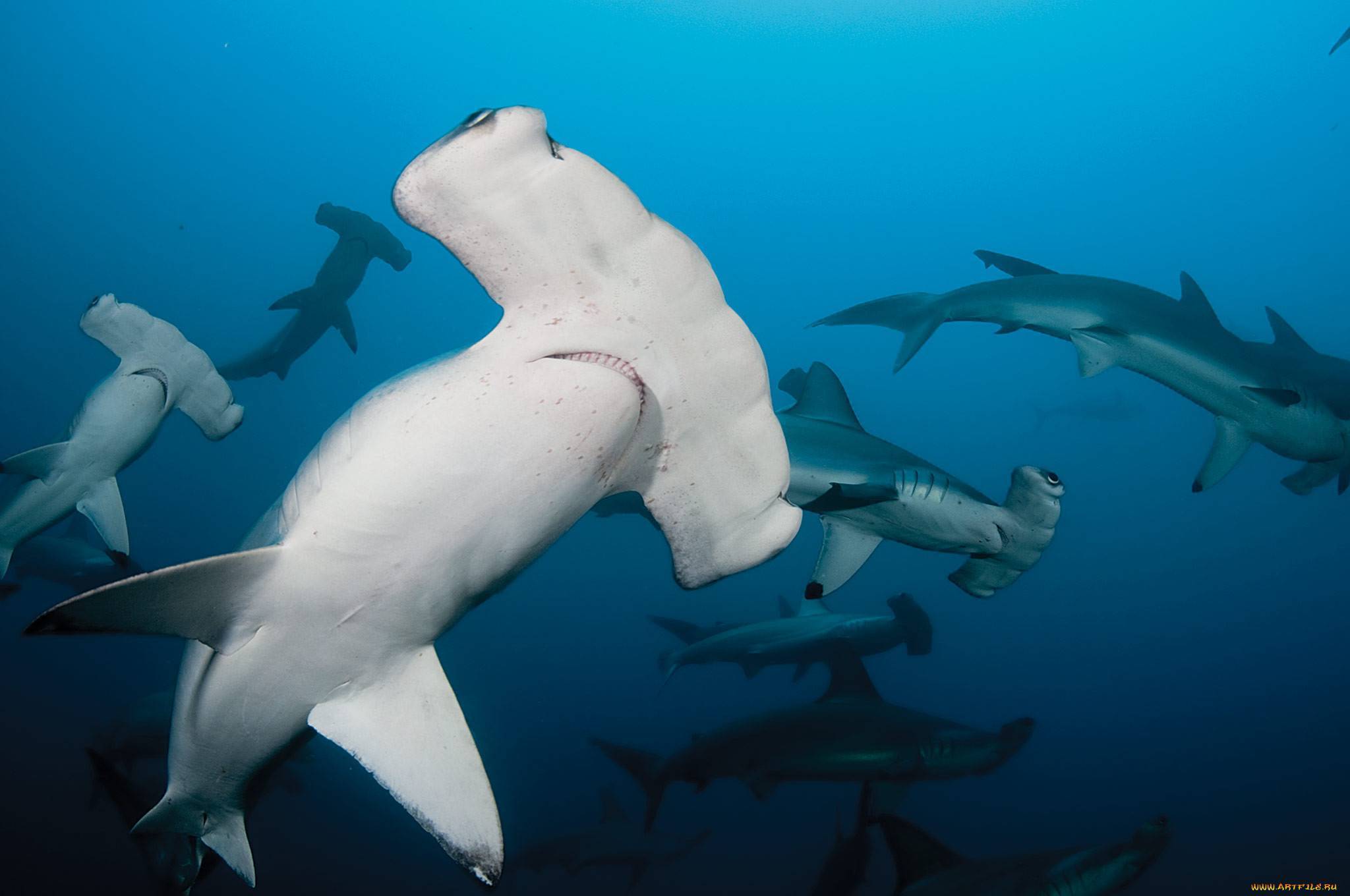 Акула-молот: фото, описание, питание и размножение, занимательные факты. опасна ли для человека гигантская акула-молот детеныш акулы молота