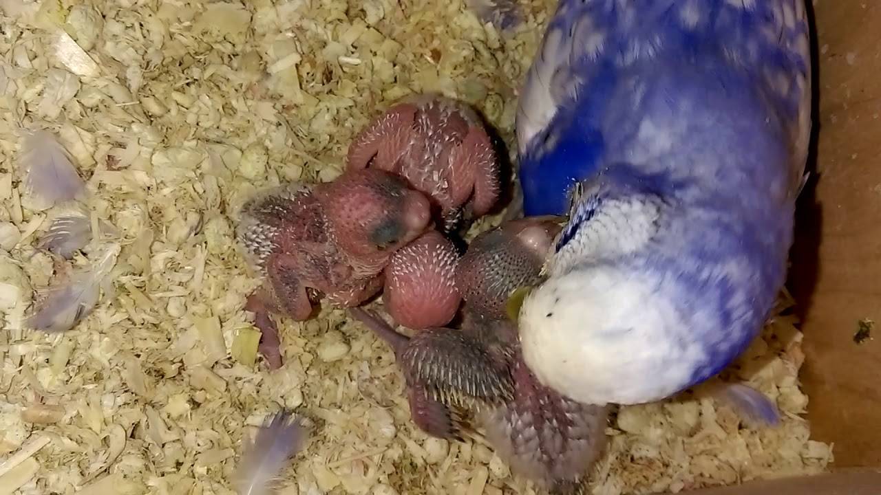 Чем кормить птенцов волнистых попугаев?