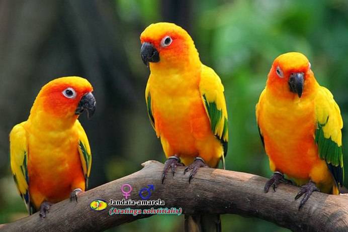 Попугай аратинга: солнечный аратинга, ендайя, черноголовый