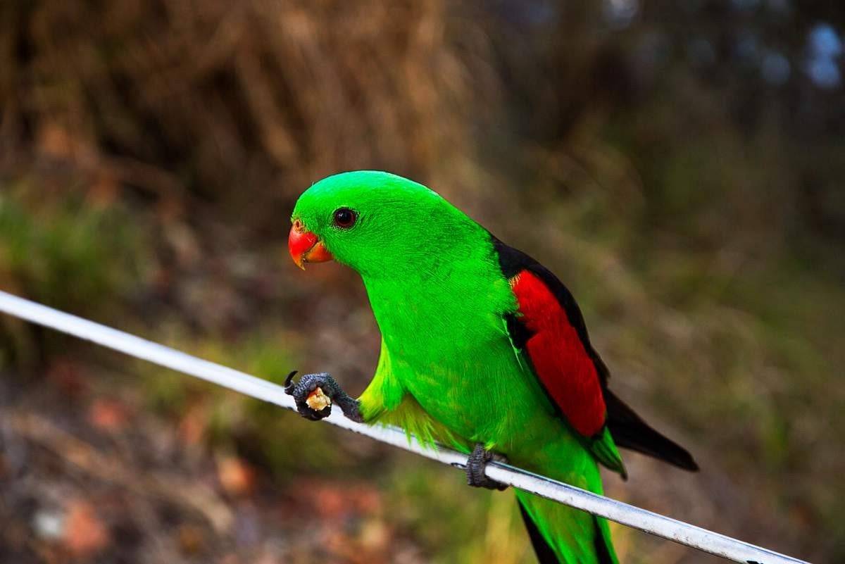 Краснокрылый попугай: фото и видео экзотической птицы