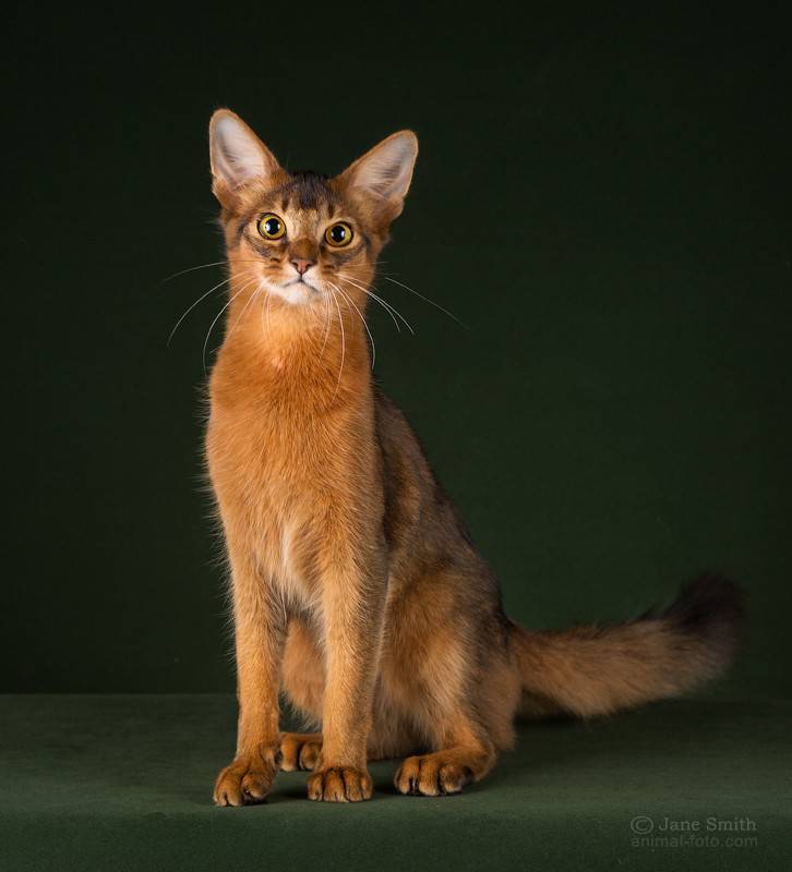 Сомалийская кошка: топ-150 фото, история появления, интересные факты, цена котенка, здоровье, стандарты
