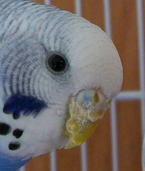 Слоится клюв у попугая (волнистого, кореллы): почему и что делать