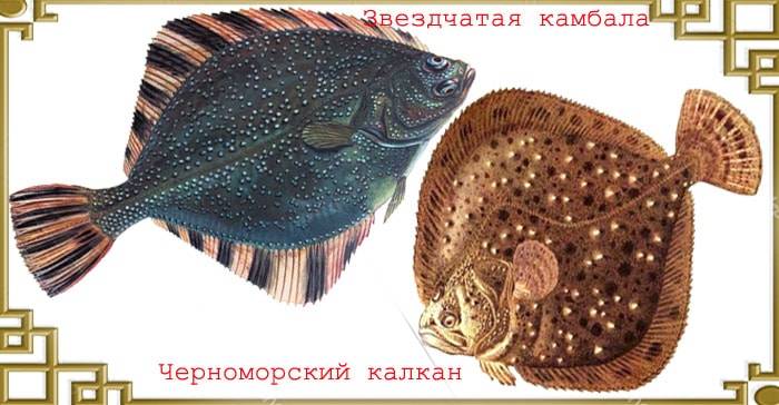 Пресноводная речная камбала: описание, особенности, среда обитания рыбы