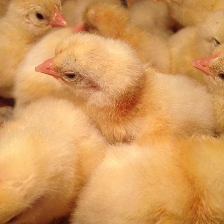 Когда производить закупку бройлерных цыплят на предстоящий сезон? | fermers.ru