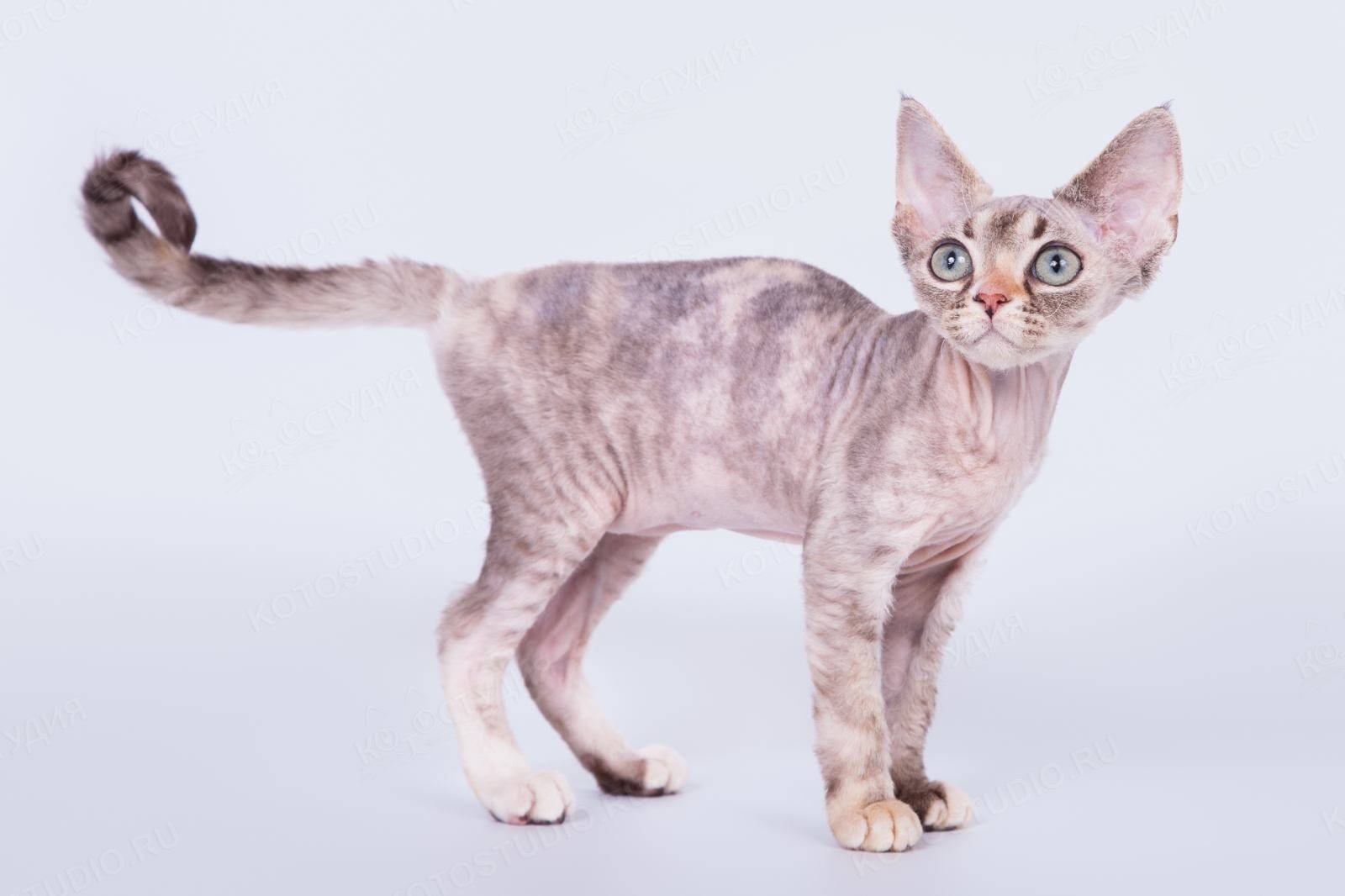 Порода кошек девон-рекс – собачья привязанность