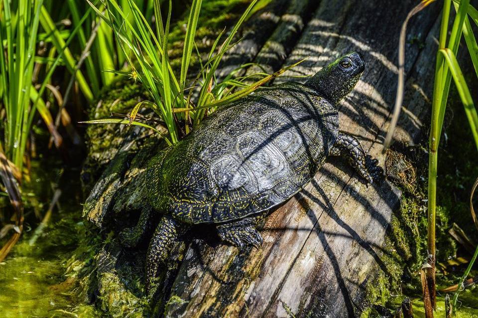 Болотная черепаха: советы по выбору, внешний вид, уход и содержание черепахи (105 фото)