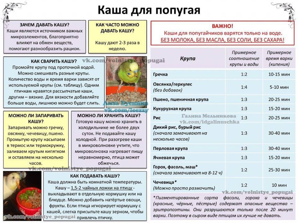Попугай корелла - уход и содержание | detkisemya.ru