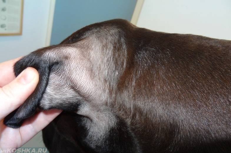 4 причины почему собака постоянно чешет уши — чем лечить сильный зуд в ушах у собаки