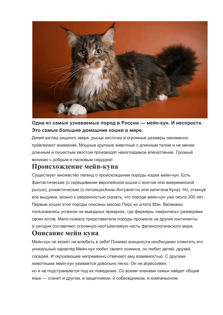 Как выбрать котенка мейн куна: важные правила - kotiko.ru