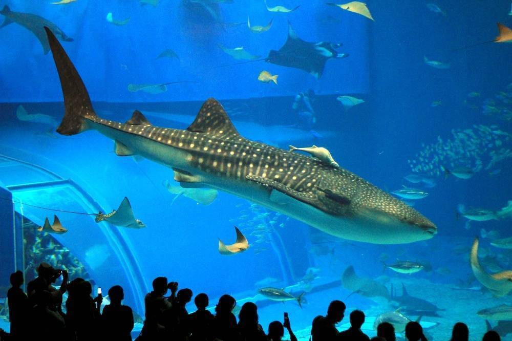 Топ 10 самых больших акул в мире - фото, названия и описание — природа мира