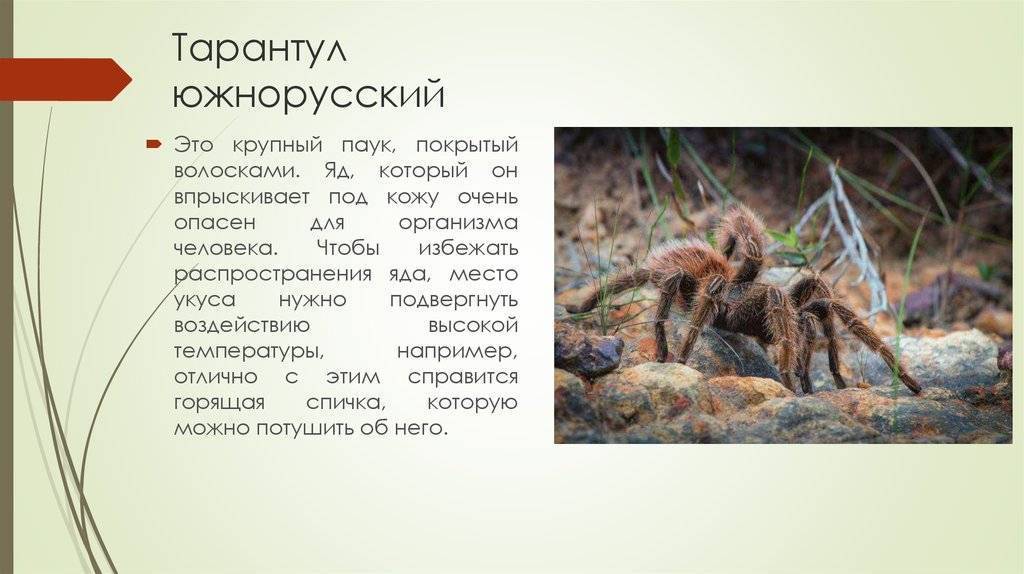 Паук тарантул – фото и описание, где обитает