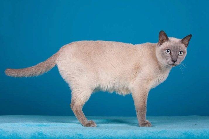 Тонкинез или тонкинская кошка: характер и рекомендации по уходу