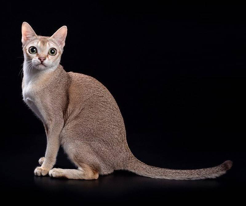 Сингапурская порода кошек: откуда привезли? подробности ухода +видео