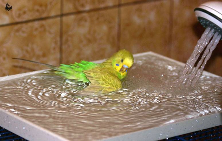 Как приручить волнистого попугая купаться в домашних условиях: можно ли мыть и как часто надо купать птицу, как правильно купать в песке, траве, под краном