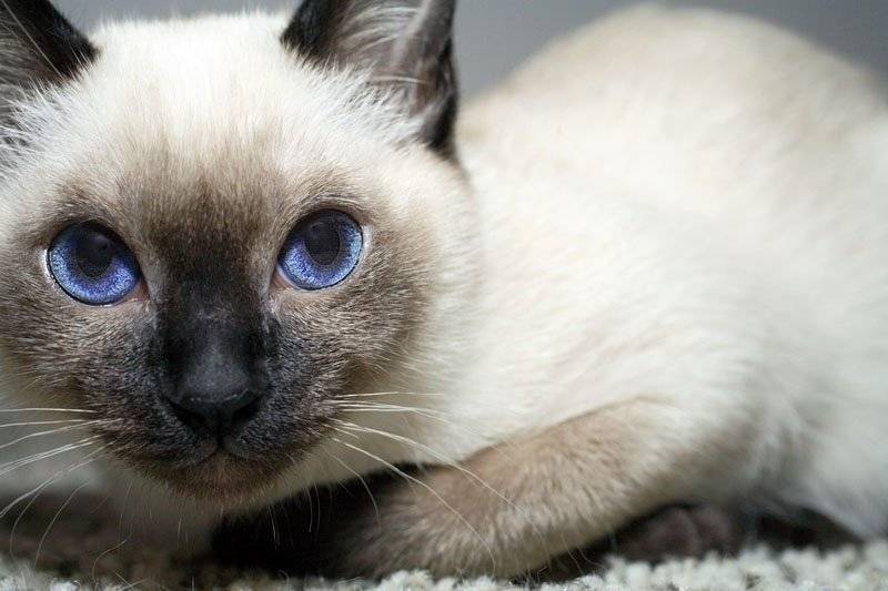 Тонкинская кошка: описание породы с фото — pet-mir.ru