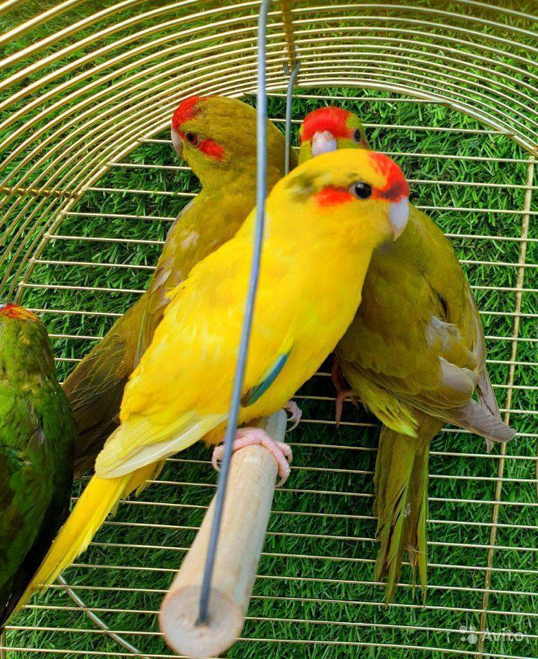 Попугай какарик: описание, виды, особенности содержания и разведения