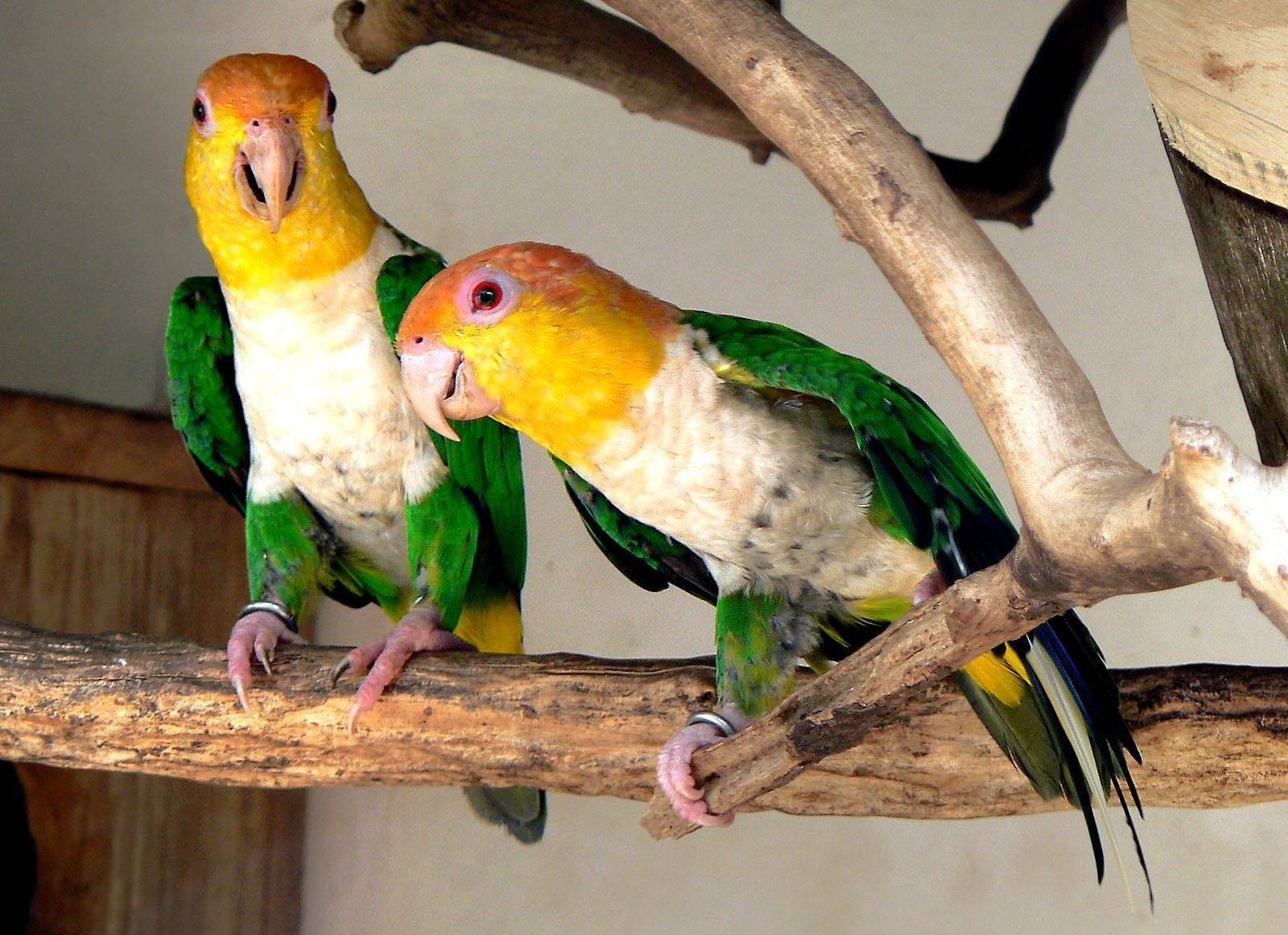 Маленькие попугаи: виды, описание, особенности содержания