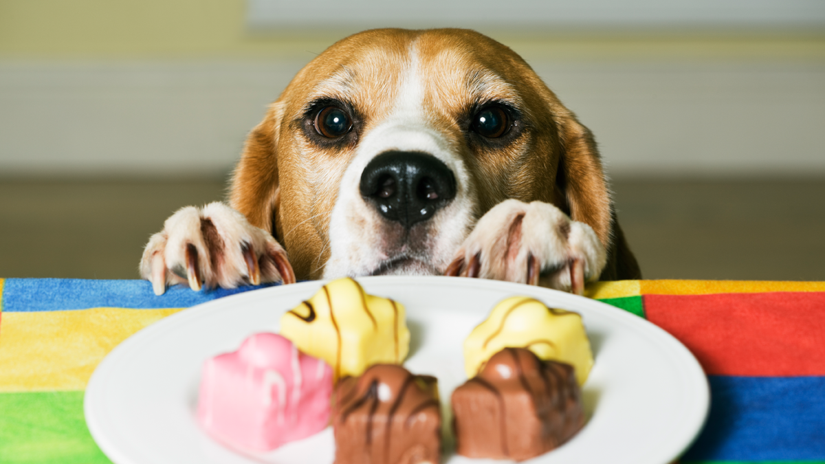 Можно ли давать собакам сладкое?