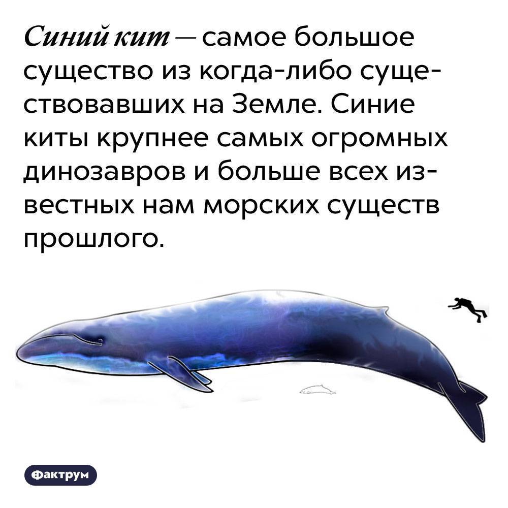 Самый большой кит в мире: виды, размеры, описание и фото
