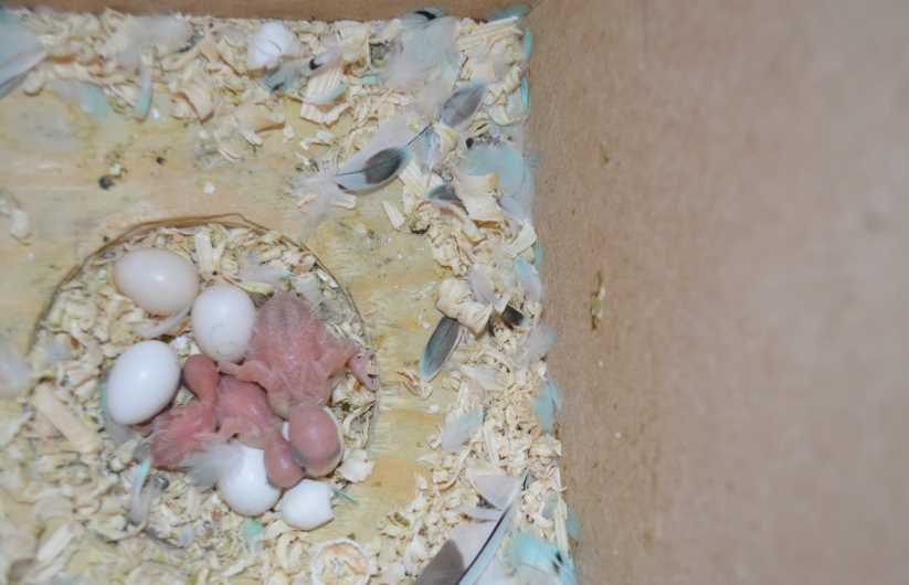 Сколько высиживают яйца волнистые попугаи, какое количество самка откладывает, как выглядит оплодотворенное яйцо - фото, когда вылупляются птенцы