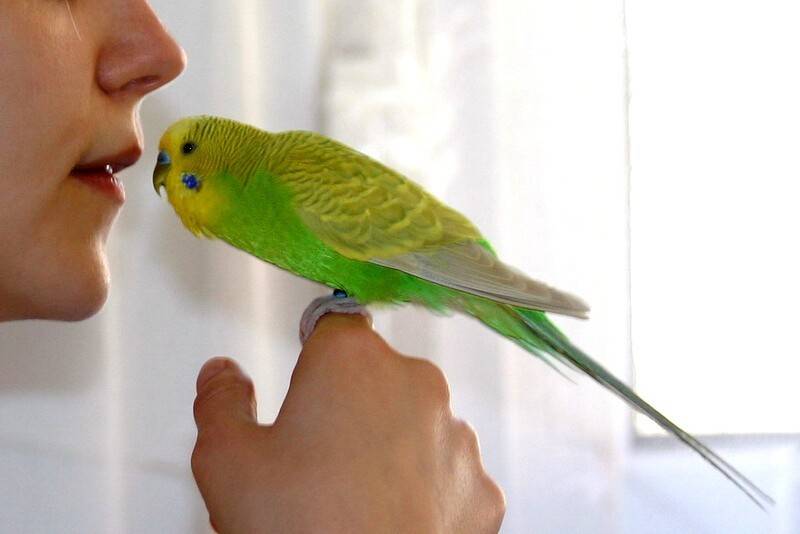 Как приручить попугая волнистого к рукам самый легкий способ