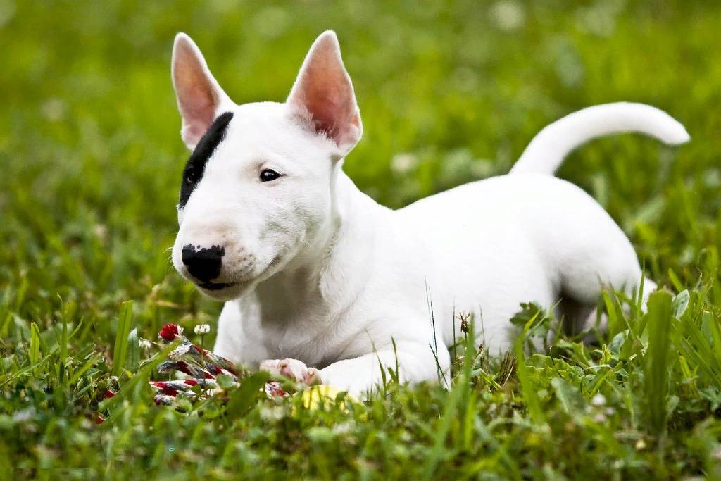 Описание породы собак бультерьер с отзывами владельцев и фото