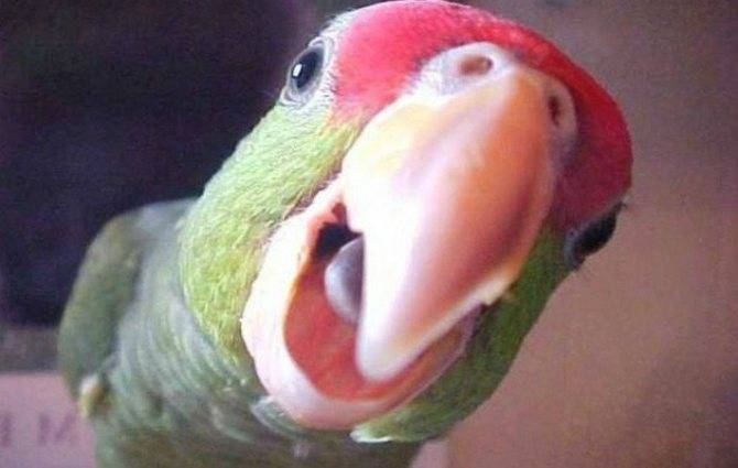 Почему попугай кричит и как бороться с криком?