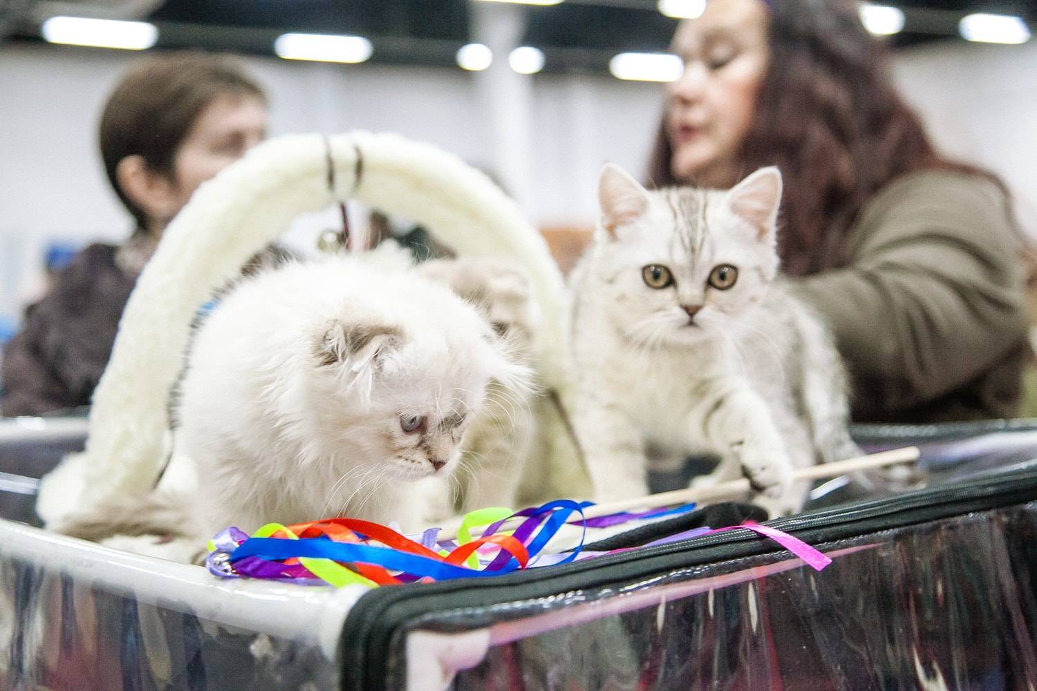 ᐉ подготовка кошки к выставке - ➡ motildazoo.ru