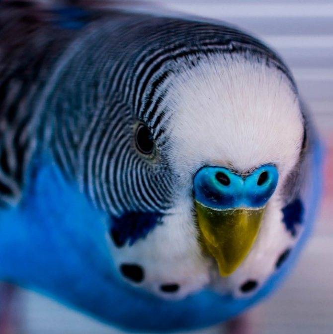 Самый умный попугай в мире: описание, виды, фото