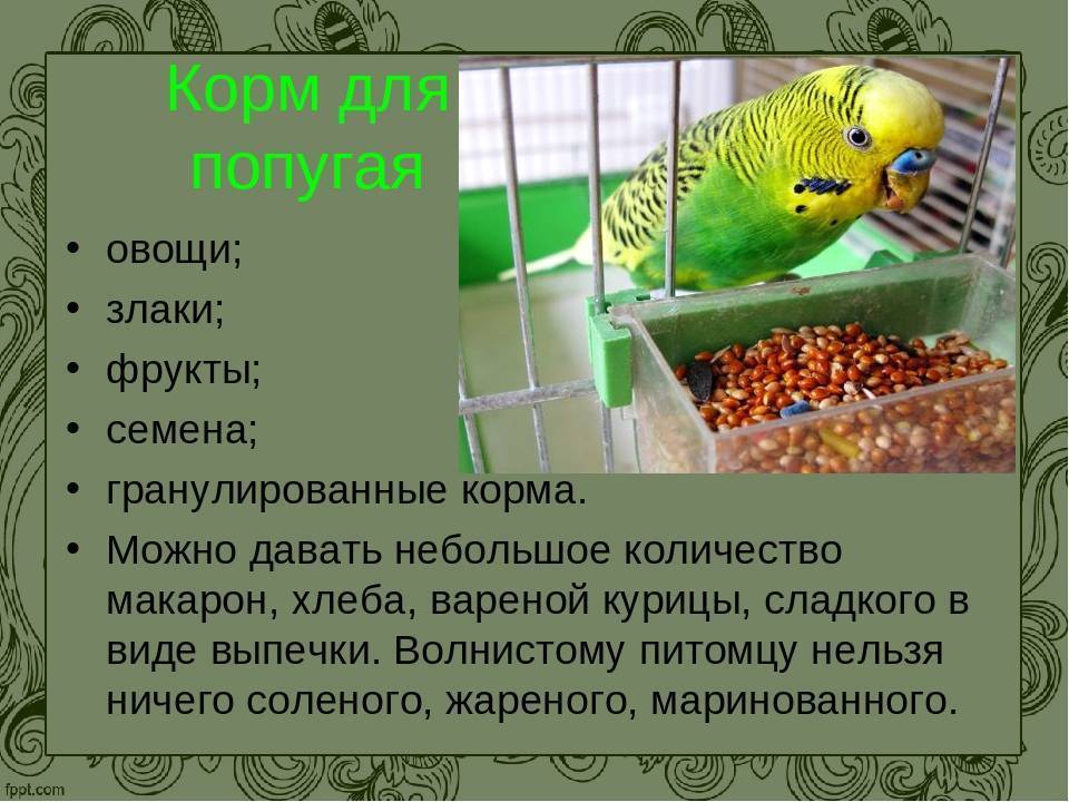 Волнистые попугаи в домашних условиях: правила ухода и содержания