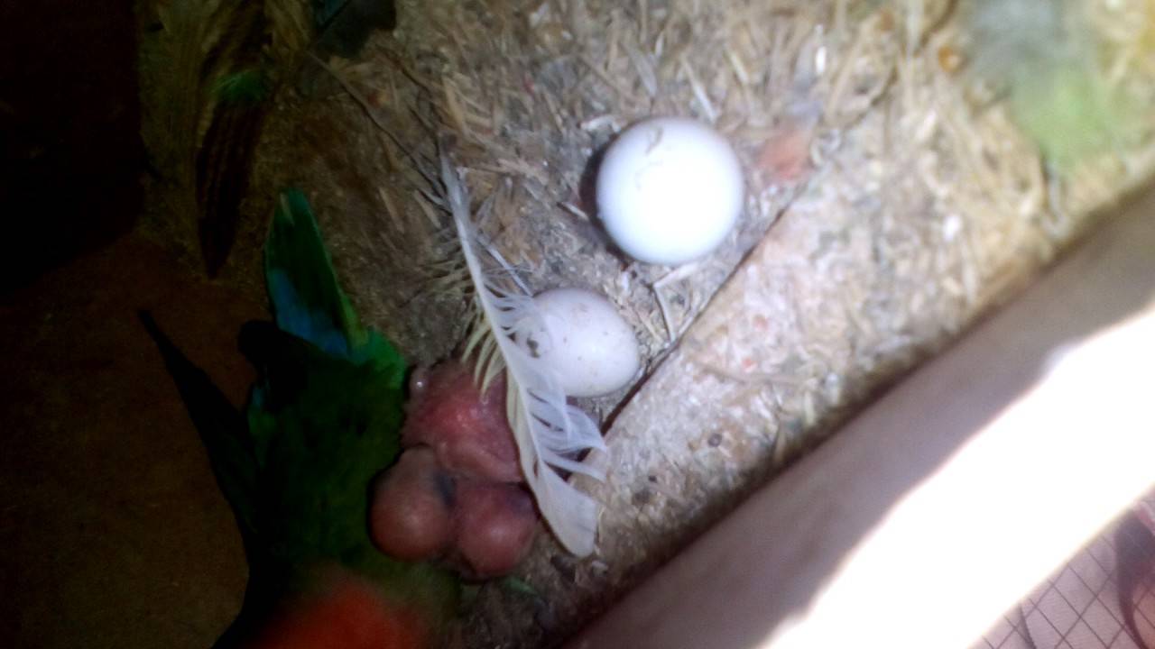 Молодой неразлучник (самка) несет яйца без домика - общие вопросы о неразлучниках - форумы mybirds.ru - все о птицах