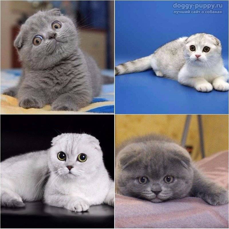 Фото шотландских котят с разными окрасами